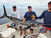 Bite Me Sportfishing, marlin